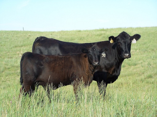 photo of cow and calf on pasture