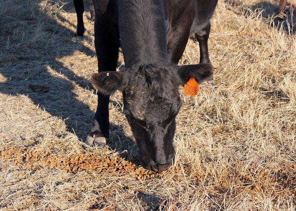 photo of cow eating protein supplement off the ground