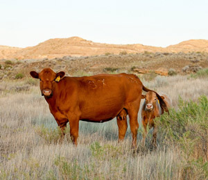 photo - cow with calf in pasture