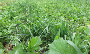 photo of oats, radish, and turnip planted in seed corn field