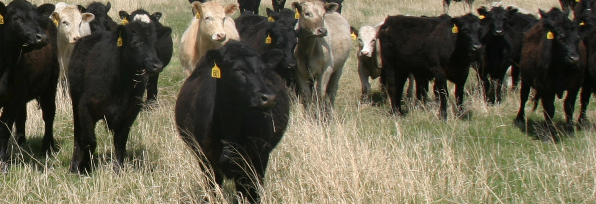 Cattle with calves in summer pasture