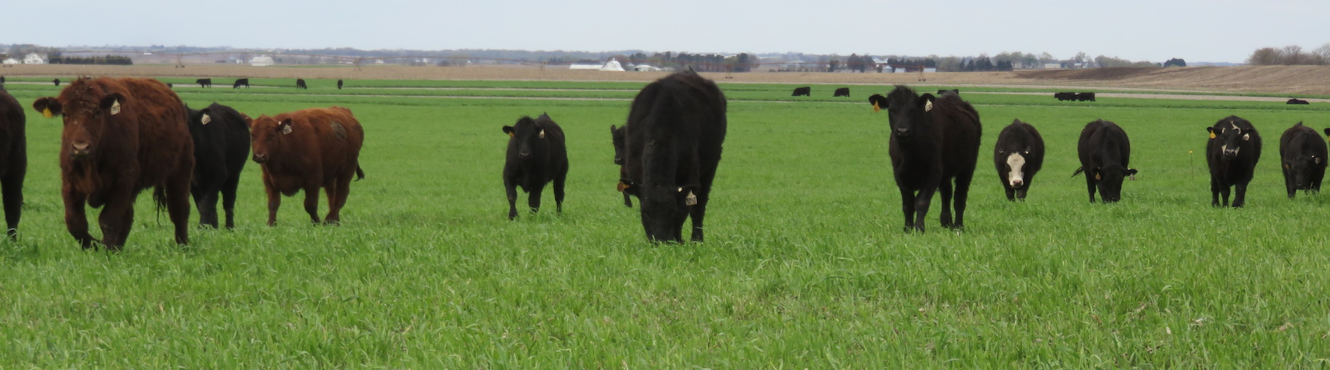 cattle feeding in a field