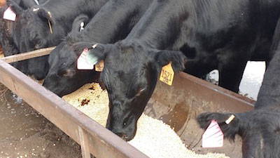 Cows eating from a trough