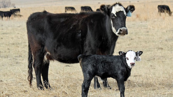 Cow standing with her calf
