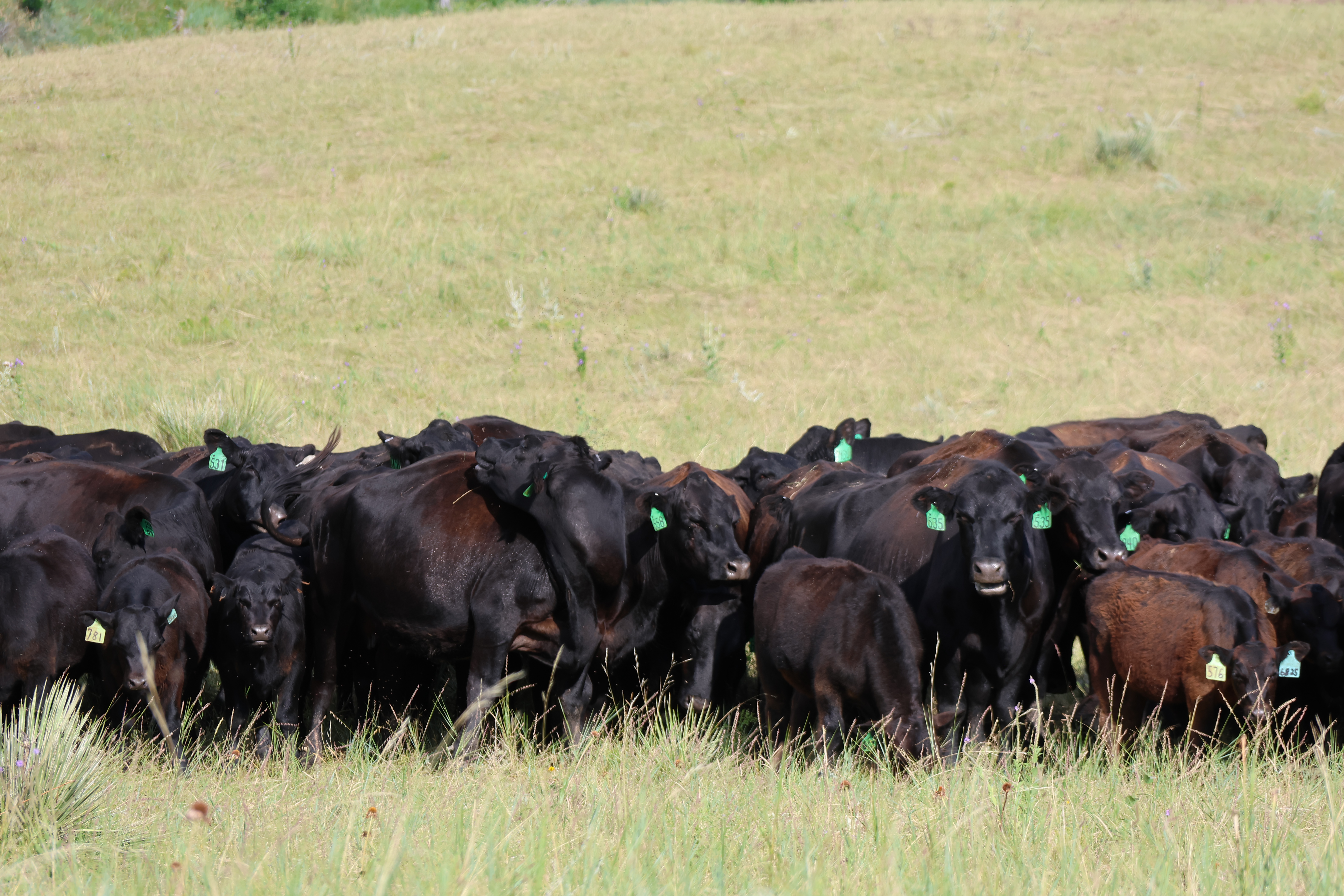 black cows bunched up in the pasture