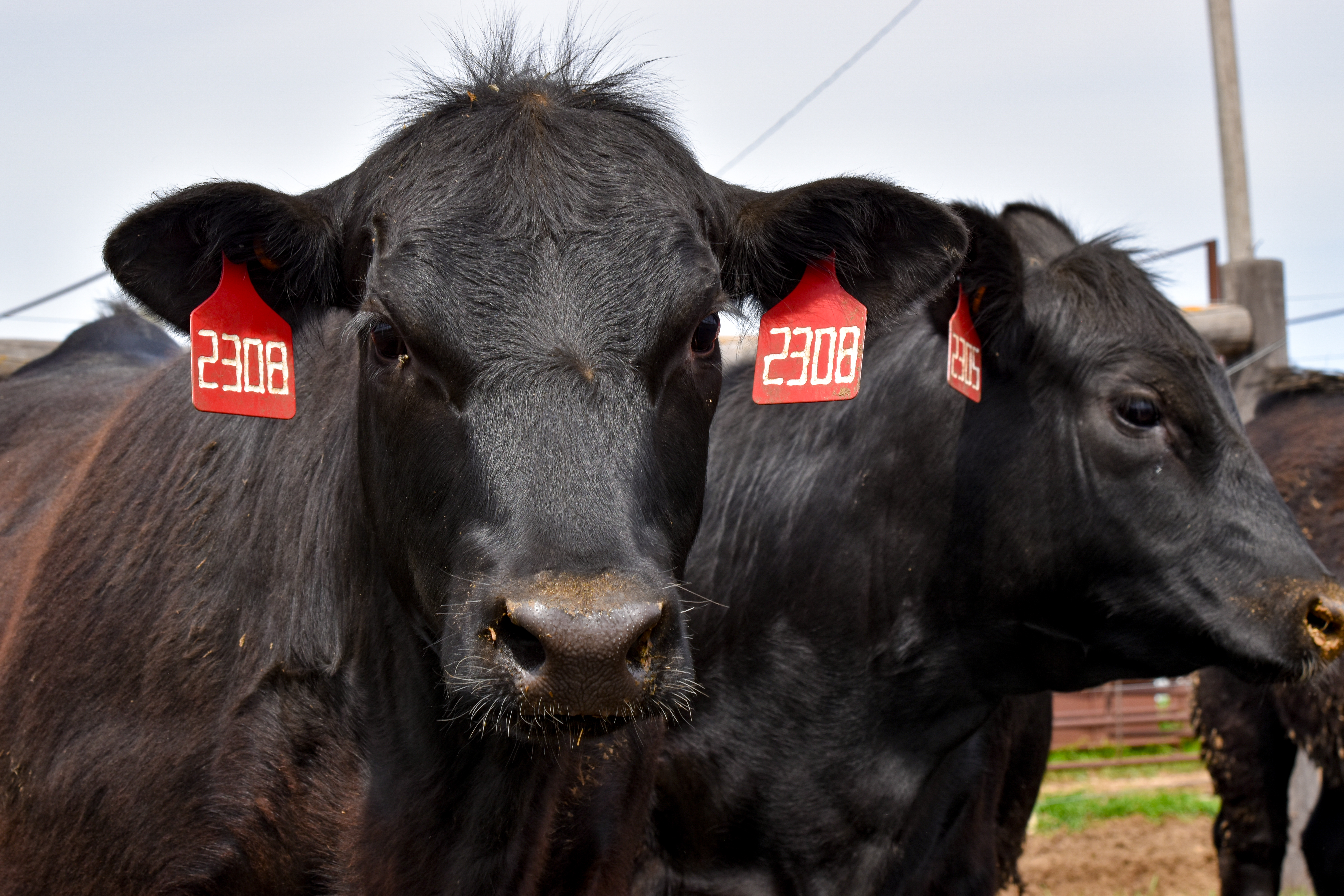 black heifers