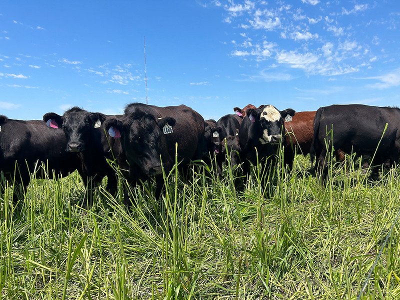 Cattle grazing annual forages