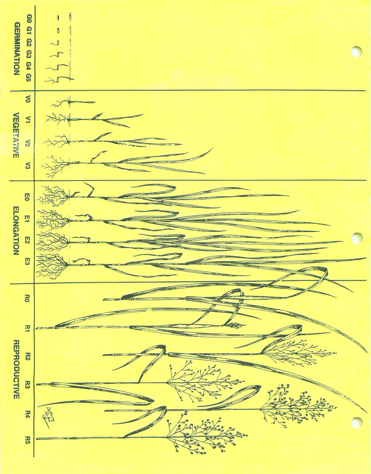 Staging perennial forage grass page 2