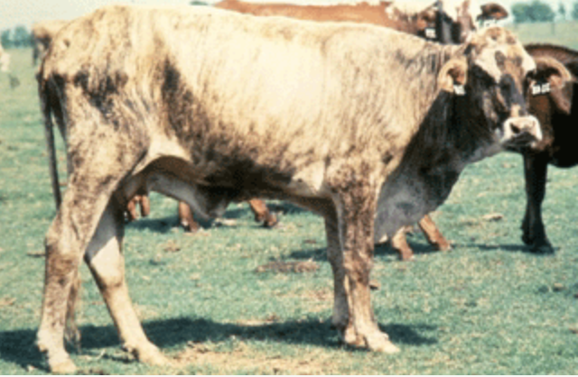 Cow in BCS 4