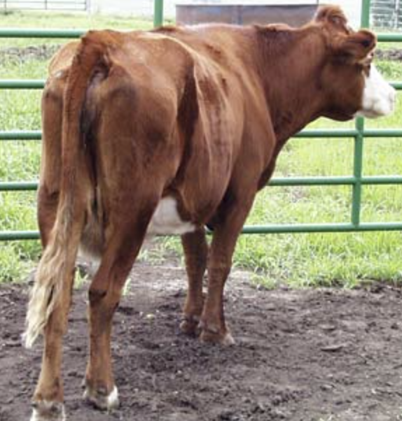 Cow in BCS 4