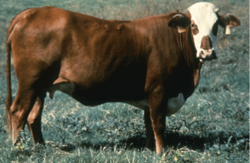 Cow in BCS 5