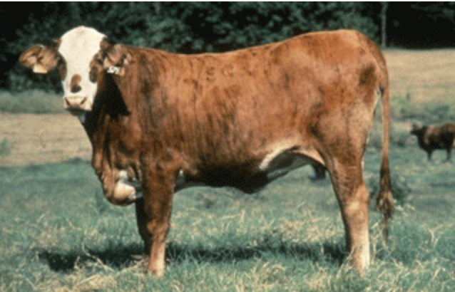 Cow in BCS 6