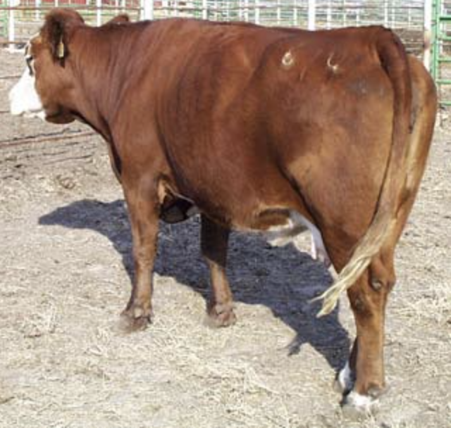 Cow in BCS 6