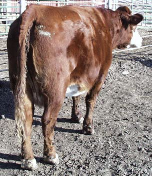 Cow in BCS 7