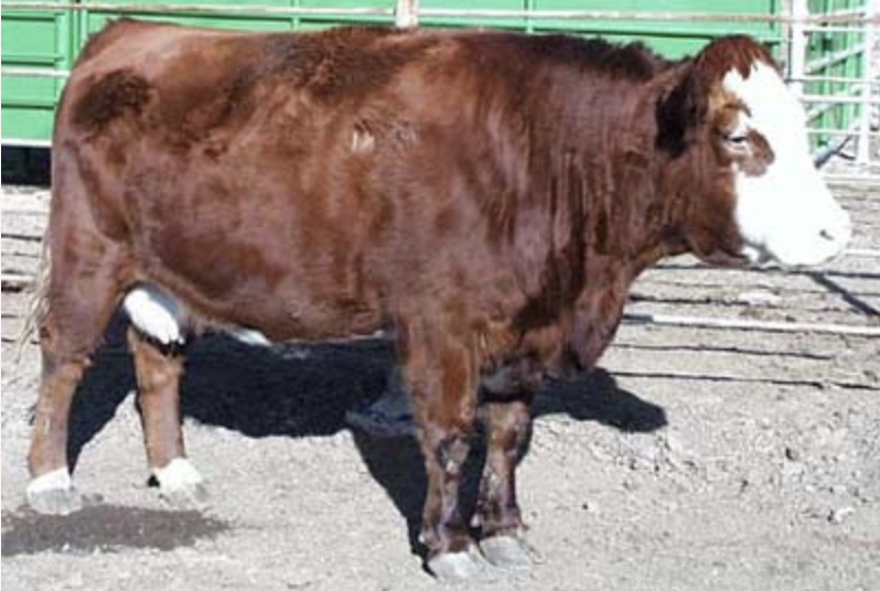 Cow in BCS 7