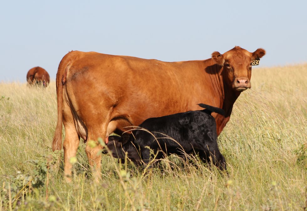 Red cow with black calf in pasture