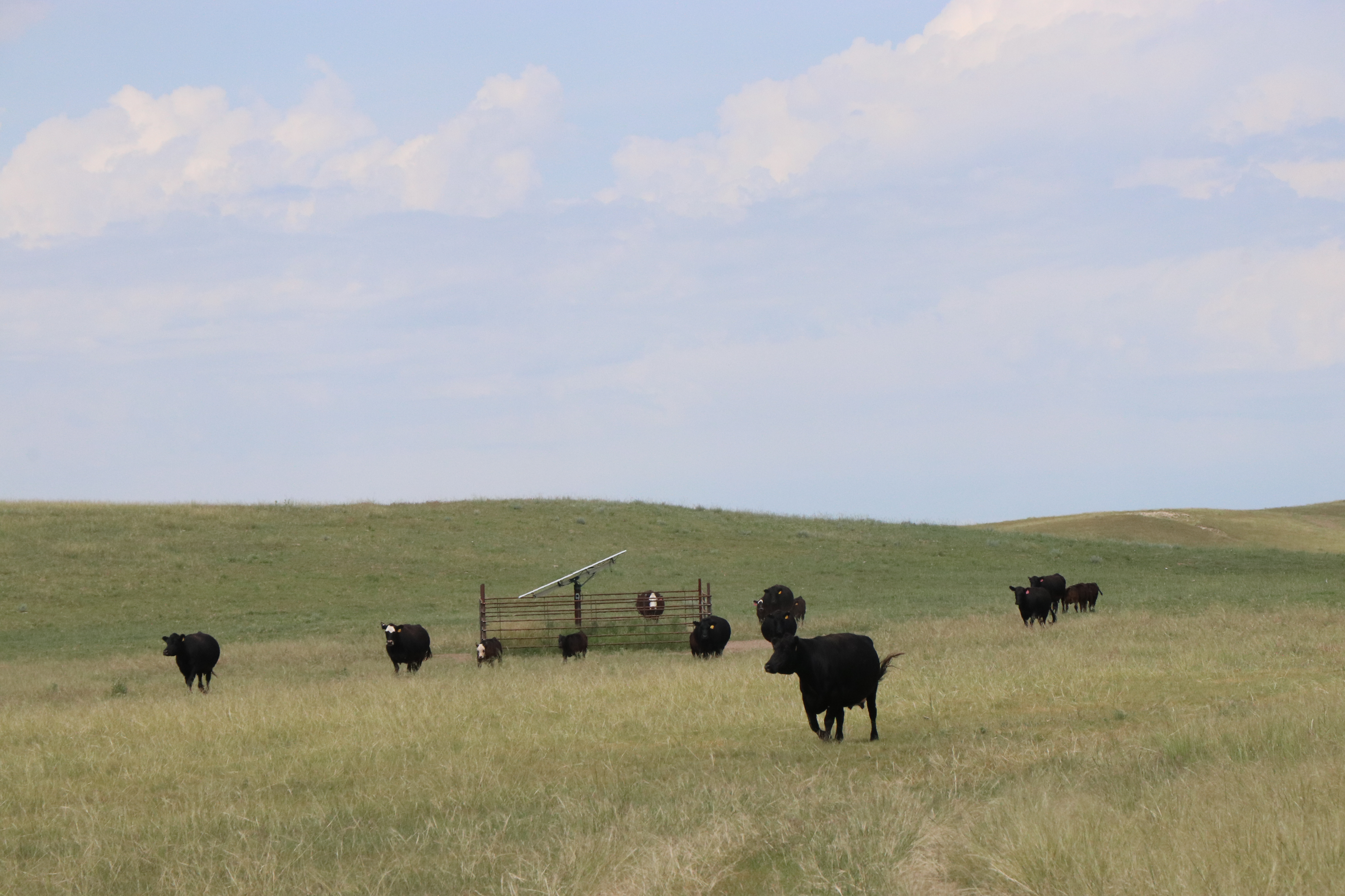 Black cows in pasture