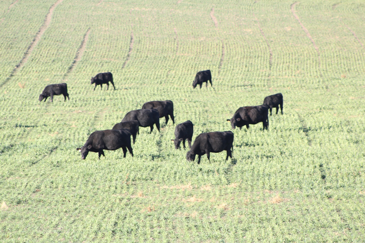 cattle grazing in a field