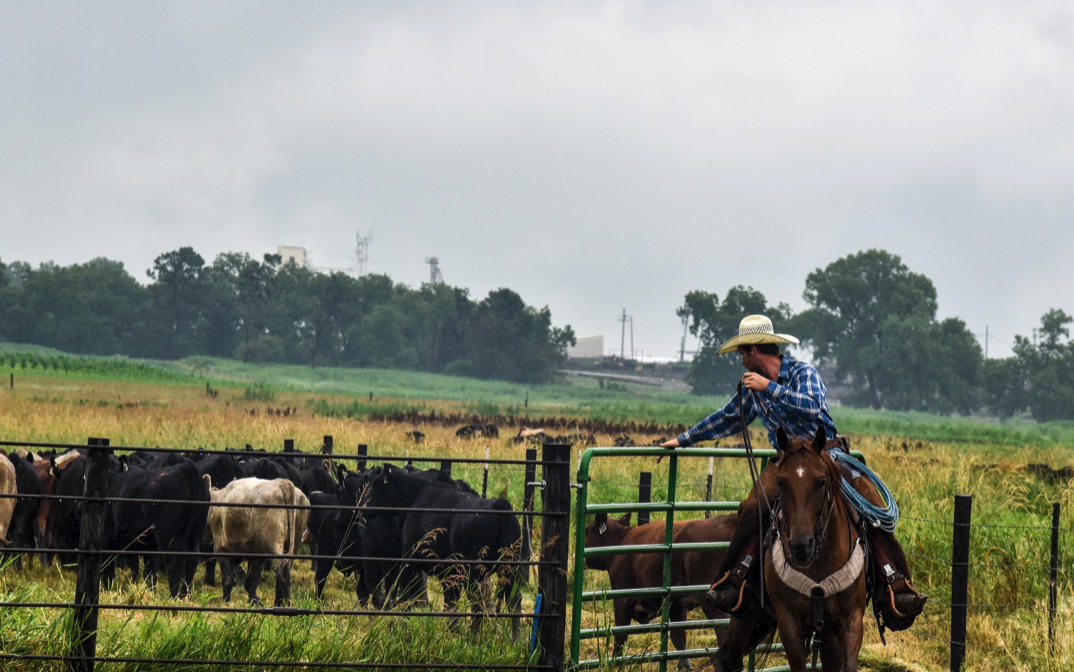 Pen rider with cattle