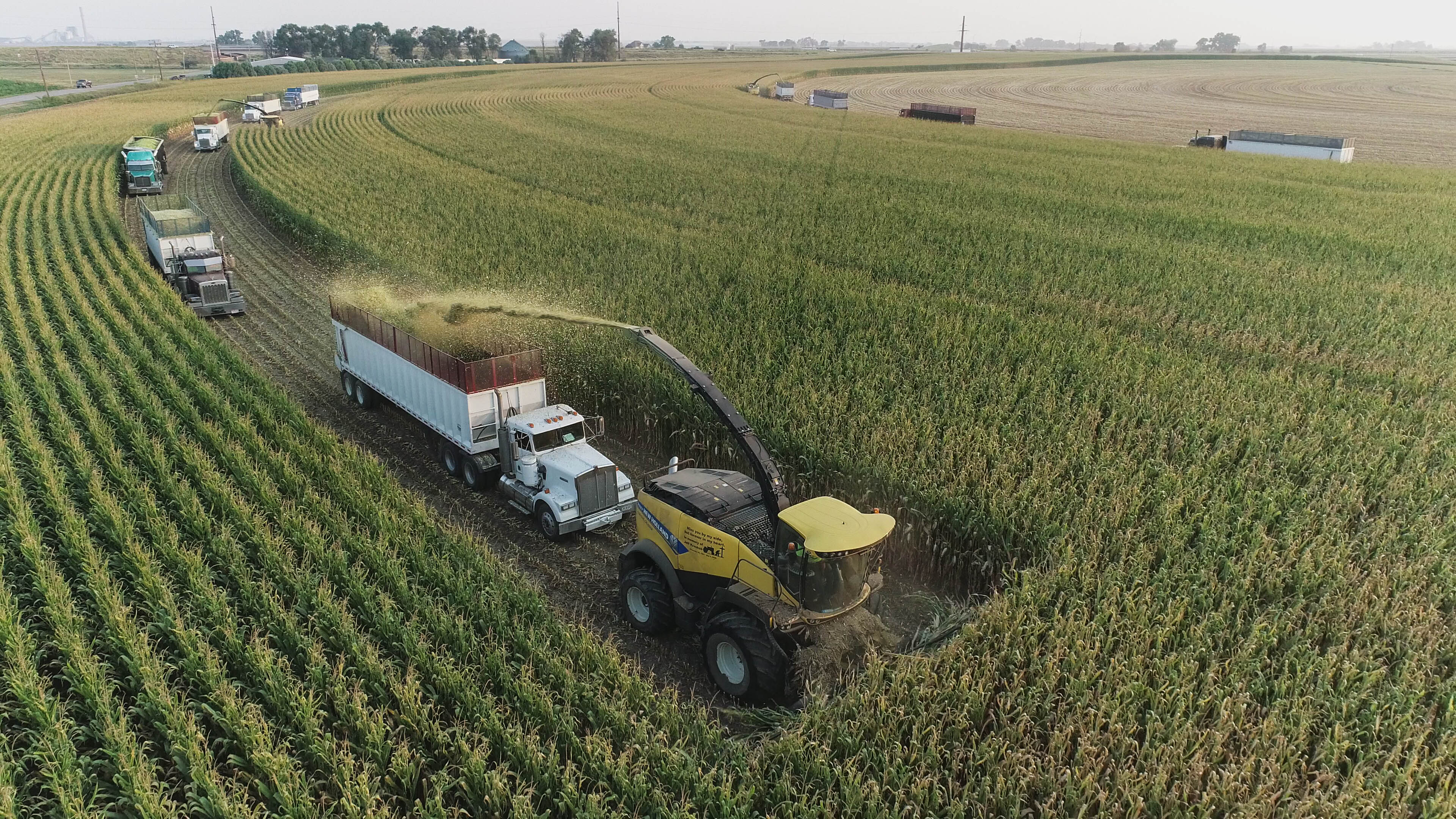 Silage chopping