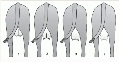 Diagram of cow udders showing variation of scores from 1 to 4