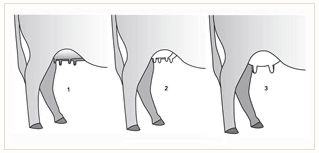 Drawings of ideal udder suspension from a side view