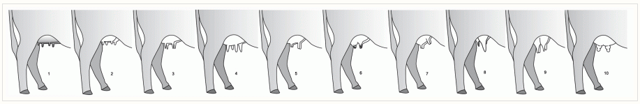 Illustration of common teat sizes and conformations.