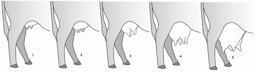 Illustration of udder suspension