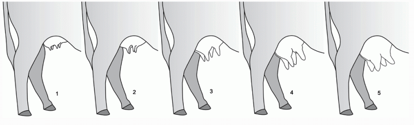 Illustration of teat size