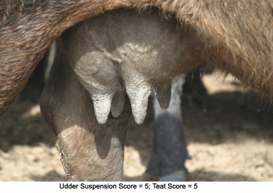 Cow udder score 5