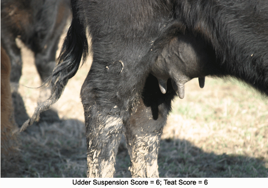 Cow udder score 6