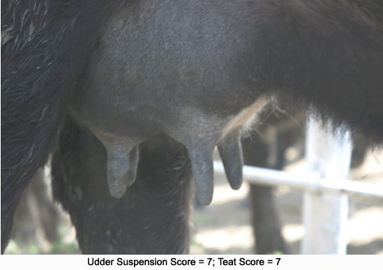 Cow udder score 7