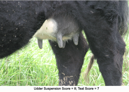 Cow udder score 8