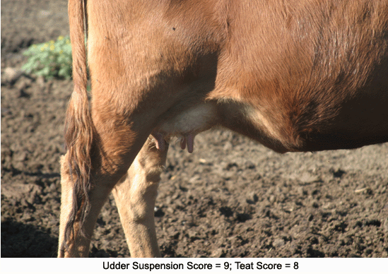 Cow udder score 9