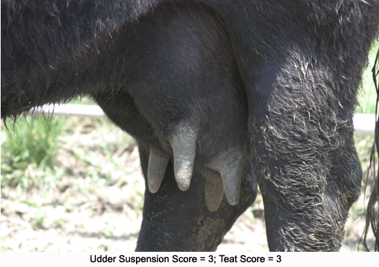 Cow udder score 3