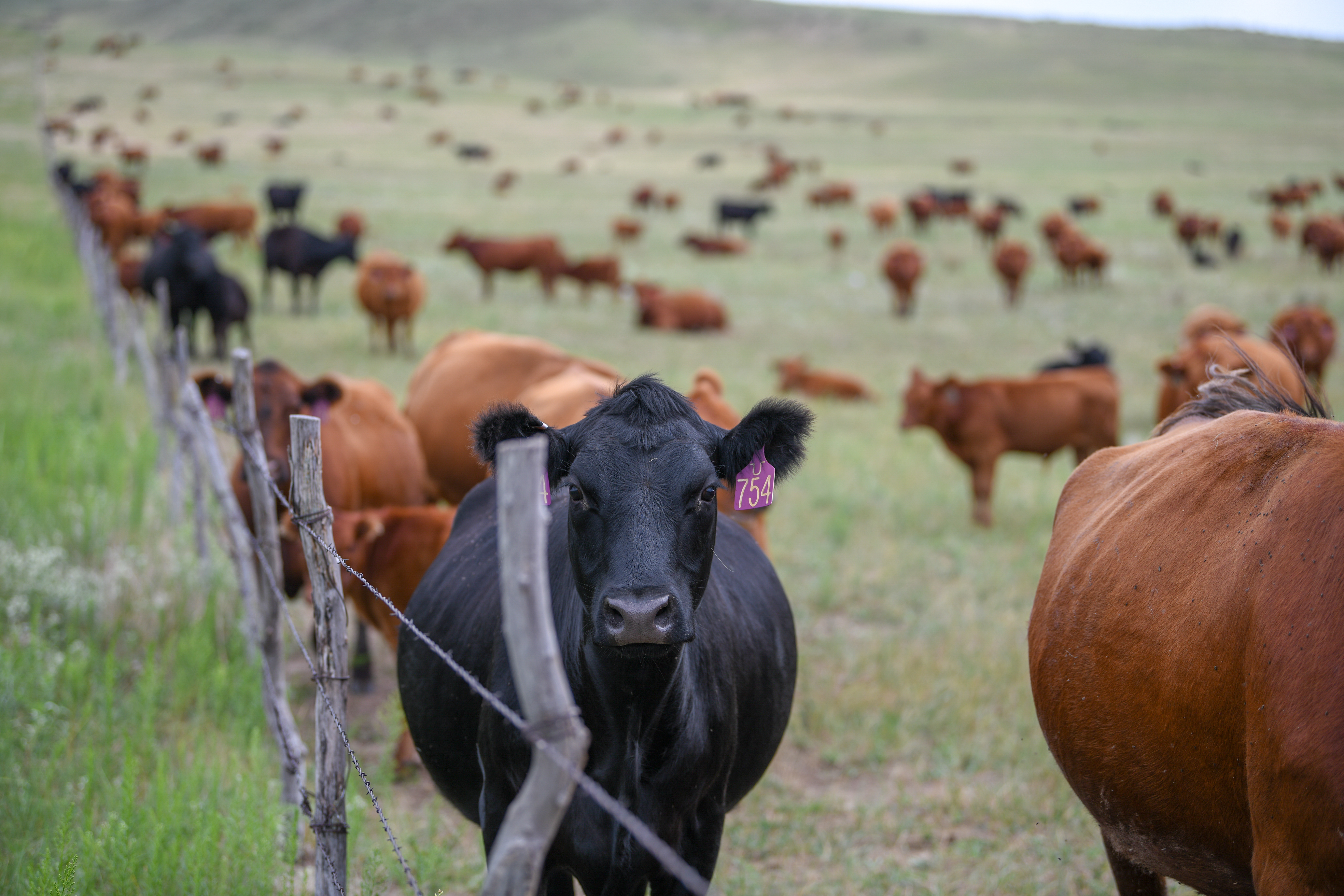 Cows in pasture with fence