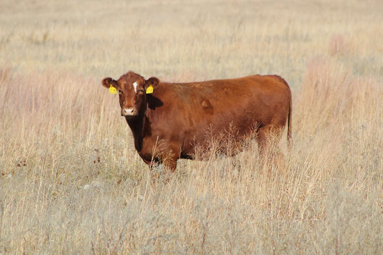 Cow on range