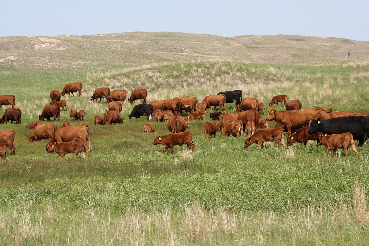 Cows calves