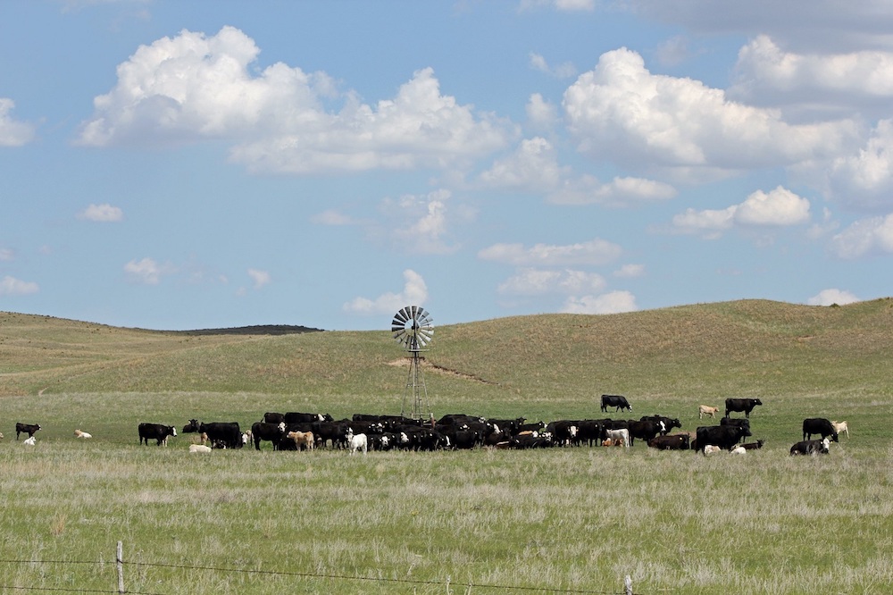 cows and calves in a field by a windmill