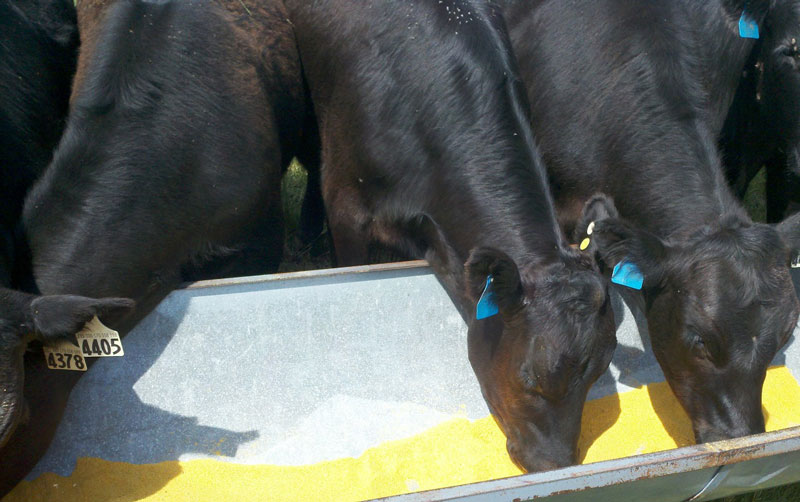 Cattle eating from a trough
