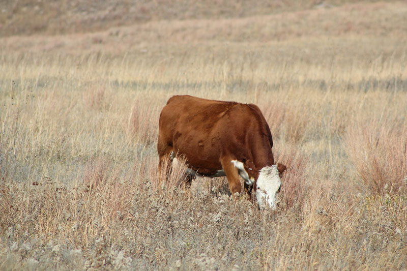 Cow grazing in a field