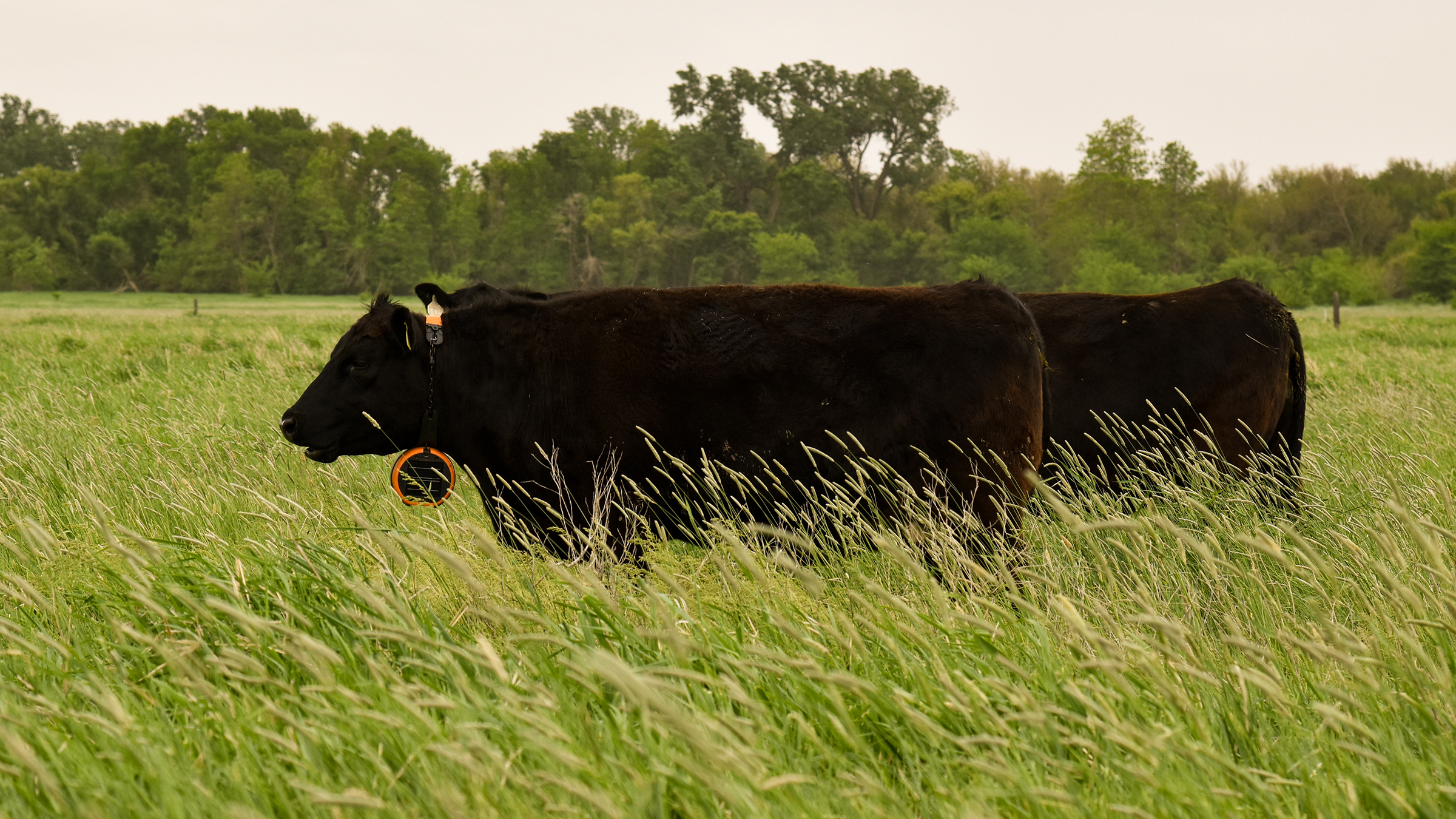two Angus cows wearing virtual fencing collars grazing perennial brome grass.