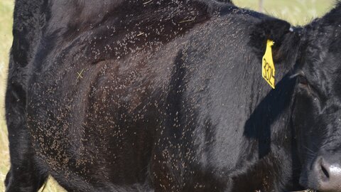 214 horn flies on the side of an animal- over the economic threshhold.