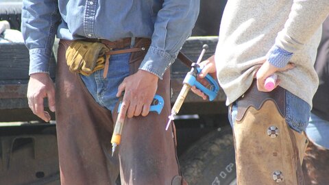 Vaccines ready to be given at a branding. Photo credit: Troy Walz