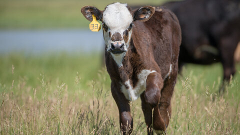 Calf on range