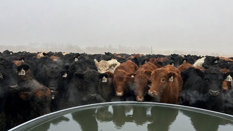 Cattle gathered around a water trough on a foggy day.