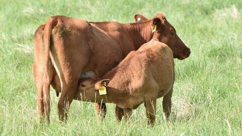 Cow and calf in pasture