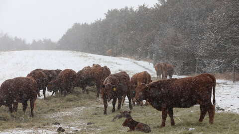 Cows and calves feeding in the snow