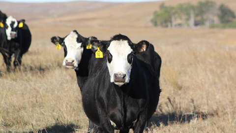 Cows in pasture