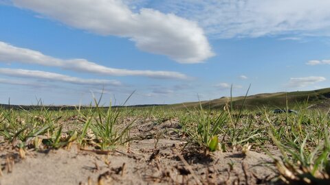 Nebraska Sandhills ground after a wildfire with grass regrowth.